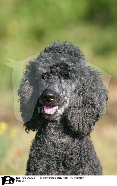 Pudel / Poodle Portrait / RR-00323