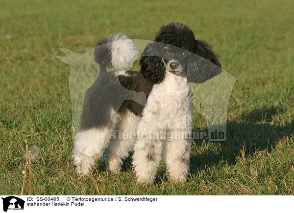 stehender Harlekin Pudel / standing poodle / SS-00465