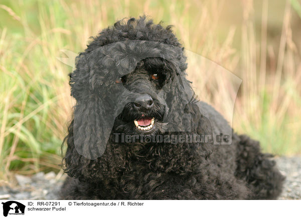 schwarzer Pudel / black poodle / RR-07291