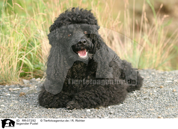 liegender Pudel / lying poodle / RR-07292