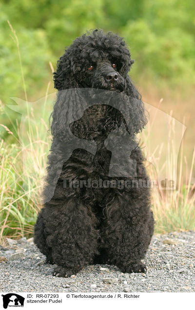 sitzender Pudel / sitting poodle / RR-07293