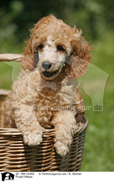 Pudel Welpe / Poodle Puppy / RR-15482