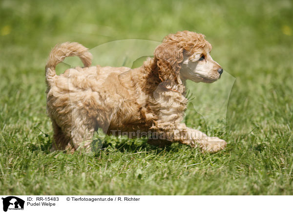 Pudel Welpe / Poodle Puppy / RR-15483