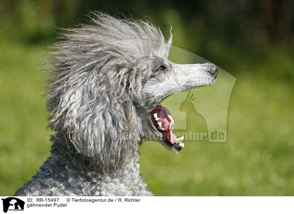 ghnender Pudel / yawning poodle / RR-15497