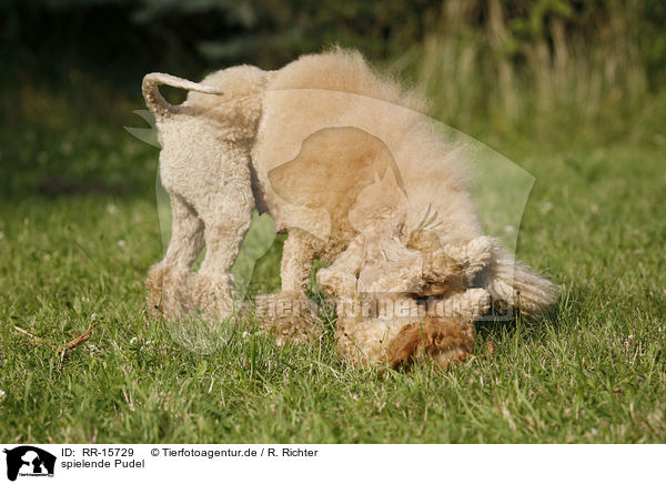 spielende Pudel / playing poodle / RR-15729