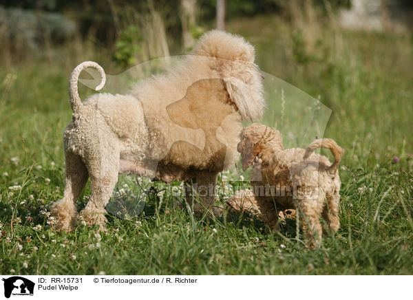 Pudel Welpe / poodle puppy / RR-15731