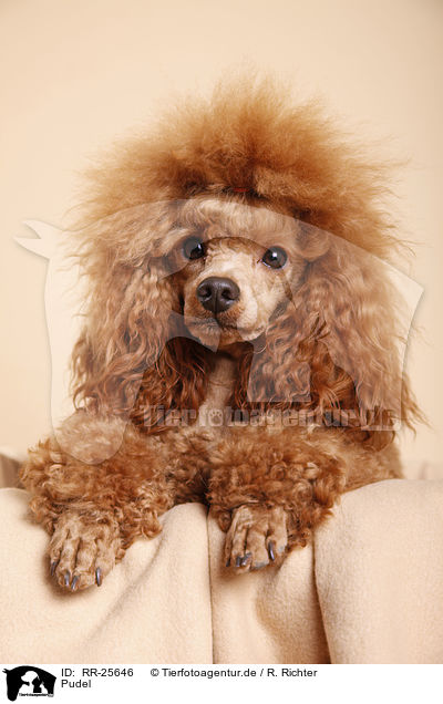 Pudel / poodle / RR-25646
