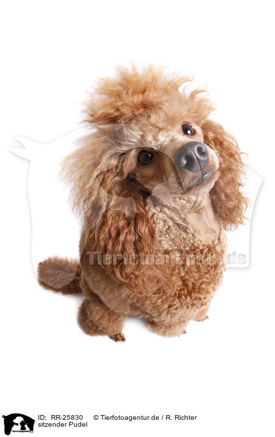 sitzender Pudel / sitting poodle / RR-25830