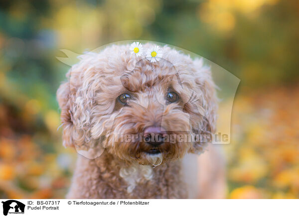 Pudel Portrait / Poodle Portrait / BS-07317