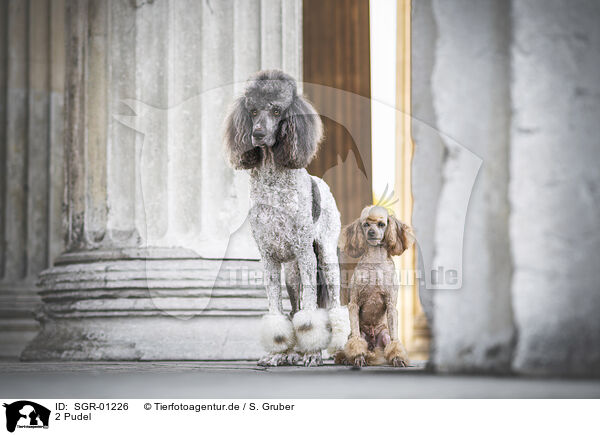 2 Pudel / 2 Poodle / SGR-01226