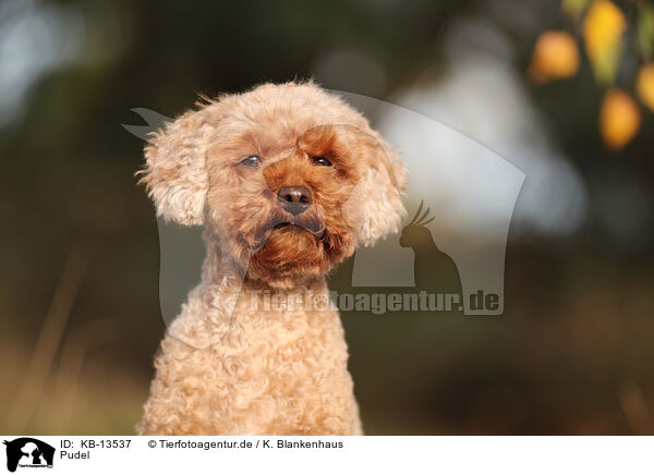 Pudel / Poodle / KB-13537