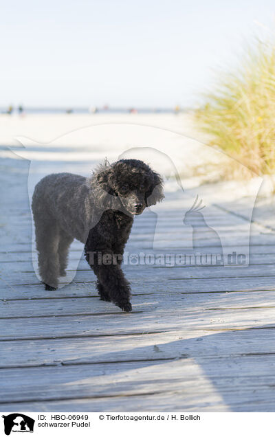 schwarzer Pudel / black Poodle / HBO-06949