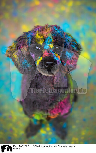 Pudel / Poodle / LM-02006