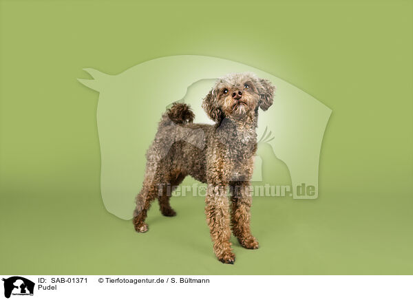 Pudel / poodle / SAB-01371