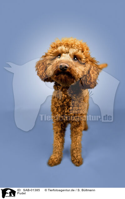 Pudel / poodle / SAB-01385