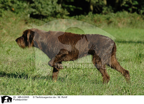 Pudelpointer / German Broken-coated Pointing Dog / MR-02665