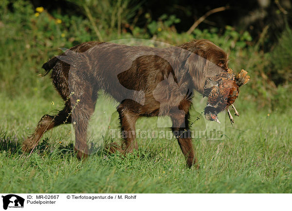 Pudelpointer / German Broken-coated Pointing Dog / MR-02667