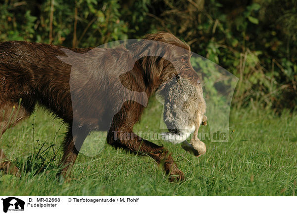 Pudelpointer / German Broken-coated Pointing Dog / MR-02668