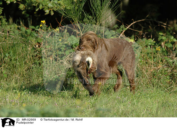 Pudelpointer / German Broken-coated Pointing Dog / MR-02669