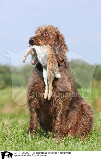 apportierender Pudelpointer / retrieving German Broken-coated Pointing Dog / IF-06008