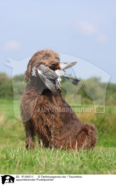 apportierender Pudelpointer / retrieving German Broken-coated Pointing Dog / IF-06011