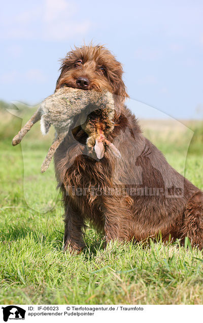 apportierender Pudelpointer / retrieving German Broken-coated Pointing Dog / IF-06023