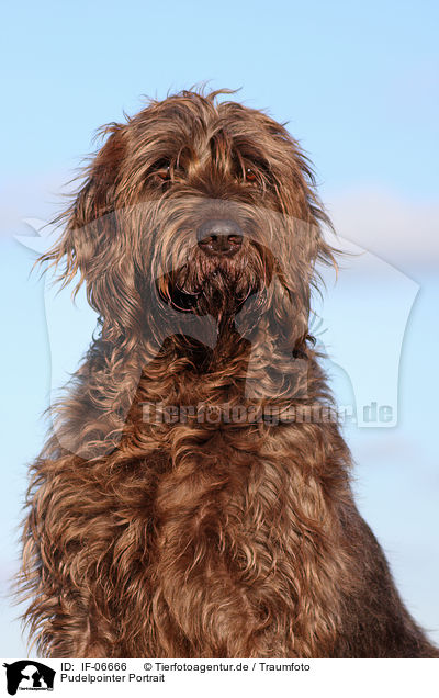 Pudelpointer Portrait / IF-06666