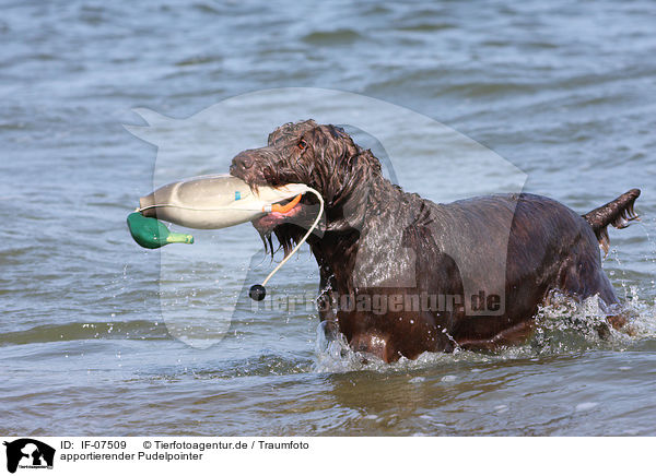 apportierender Pudelpointer / IF-07509