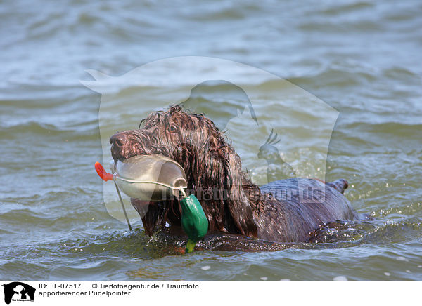 apportierender Pudelpointer / IF-07517