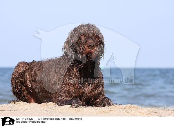 liegender Pudelpointer / IF-07520