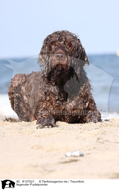 liegender Pudelpointer / IF-07521
