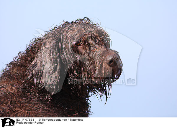 Pudelpointer Portrait / German Broken-coated Pointing Dog Portrait / IF-07538
