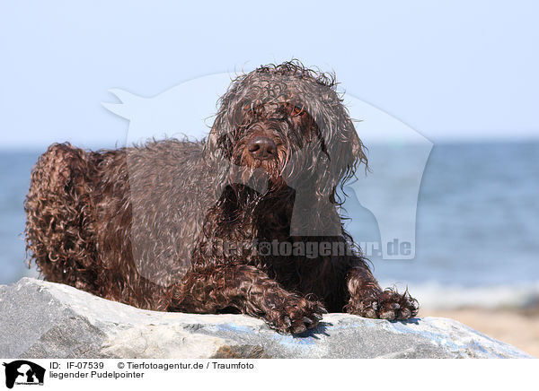 liegender Pudelpointer / IF-07539