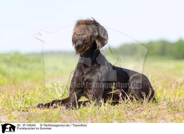 Pudelpointer im Sommer / IF-14646