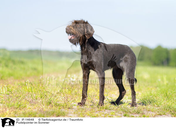 Pudelpointer im Sommer / IF-14648