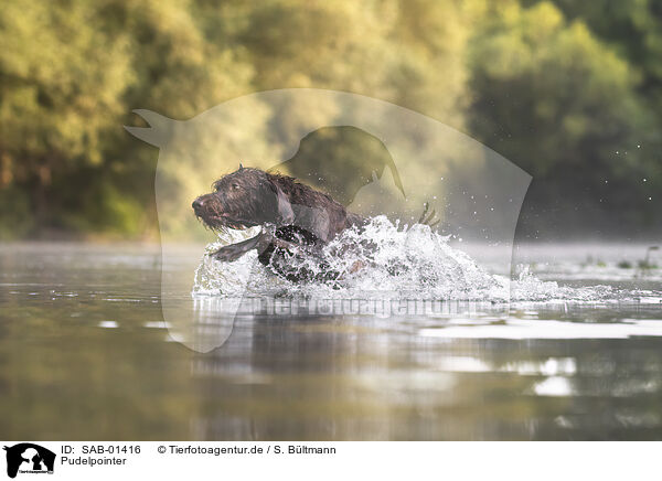 Pudelpointer / Pudelpointer / SAB-01416