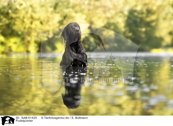 Pudelpointer / Pudelpointer / SAB-01420