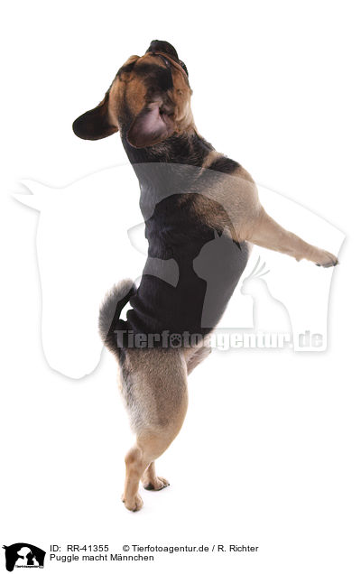 Puggle macht Mnnchen / Puggle shows trick / RR-41355