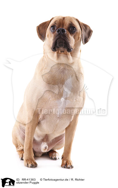 sitzender Puggle / RR-41363