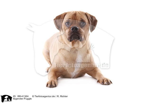 liegender Puggle / lying Puggle / RR-41364