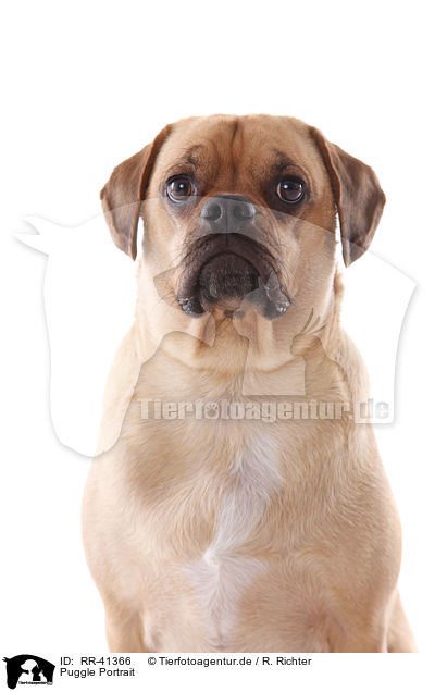 Puggle Portrait / Puggle Portrait / RR-41366