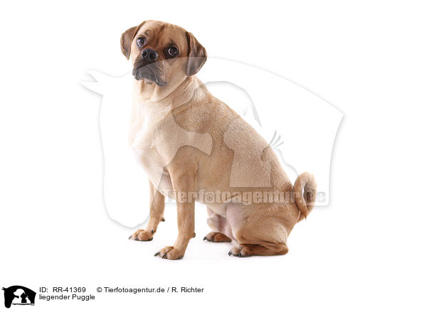 liegender Puggle / RR-41369