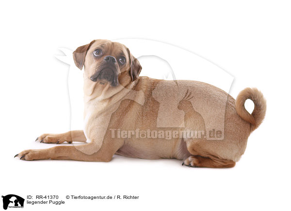liegender Puggle / lying Puggle / RR-41370