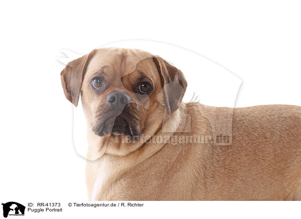 Puggle Portrait / RR-41373