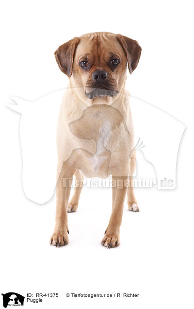 Puggle / Puggle / RR-41375