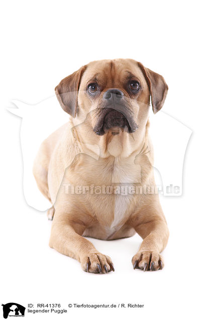 liegender Puggle / lying Puggle / RR-41376