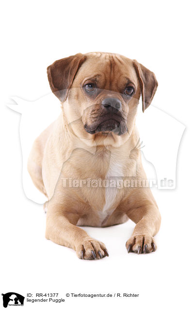 liegender Puggle / lying Puggle / RR-41377