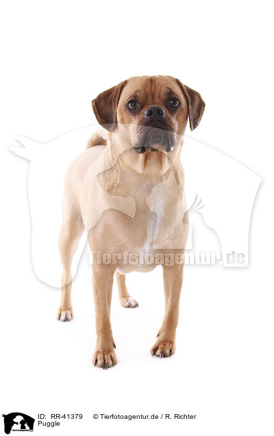 Puggle / Puggle / RR-41379