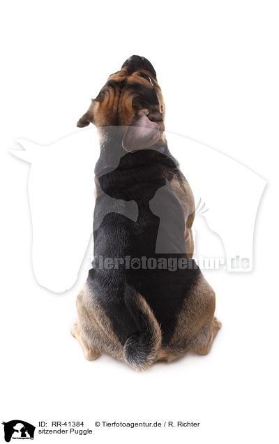 sitzender Puggle / sitting Puggle / RR-41384