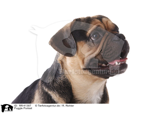 Puggle Portrait / RR-41387